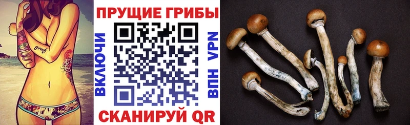 Галлюциногенные грибы Psilocybe  Купить где  Тула 